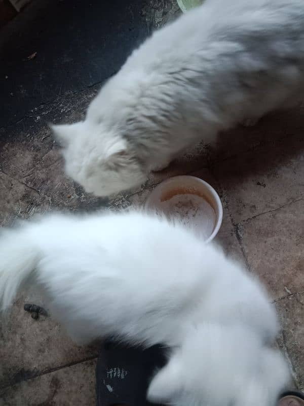 Persian pair for sale 5