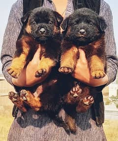 German shepherd puppies for sale / puppy / GSD pup / german shepherd