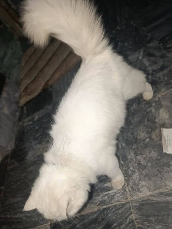 female cat Persian contact number 03438386186 0