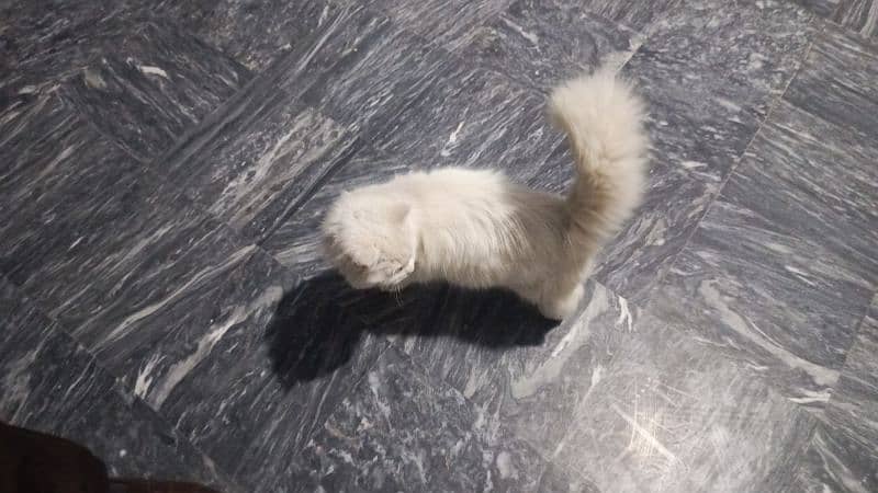 female cat Persian contact number 03438386186 1