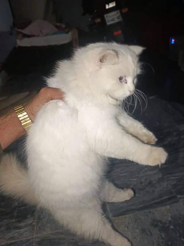 female cat Persian contact number 03438386186 2