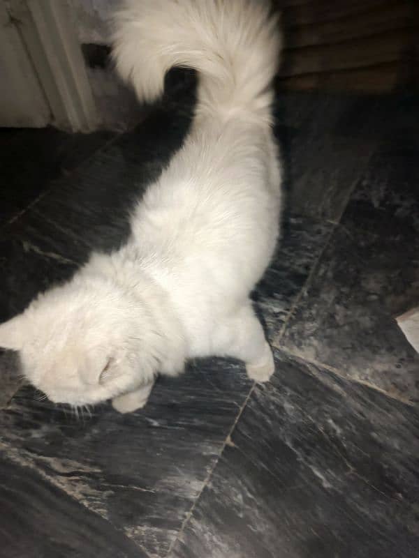 female cat Persian contact number 03438386186 3