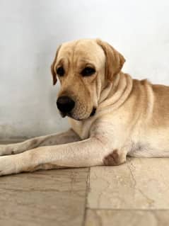 Labrador retriever pedigree available for STUD/Mating