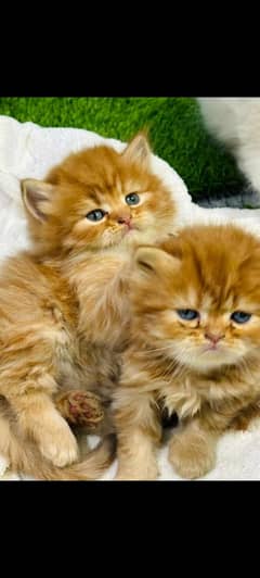 white cat/Punch face Kittens|persian cat|cute|tripple|fluffy kitty