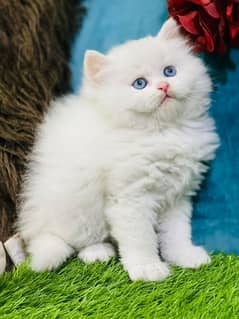 white cat/Punch face Kittens|persian cat|cute|tripple|fluffy kitty