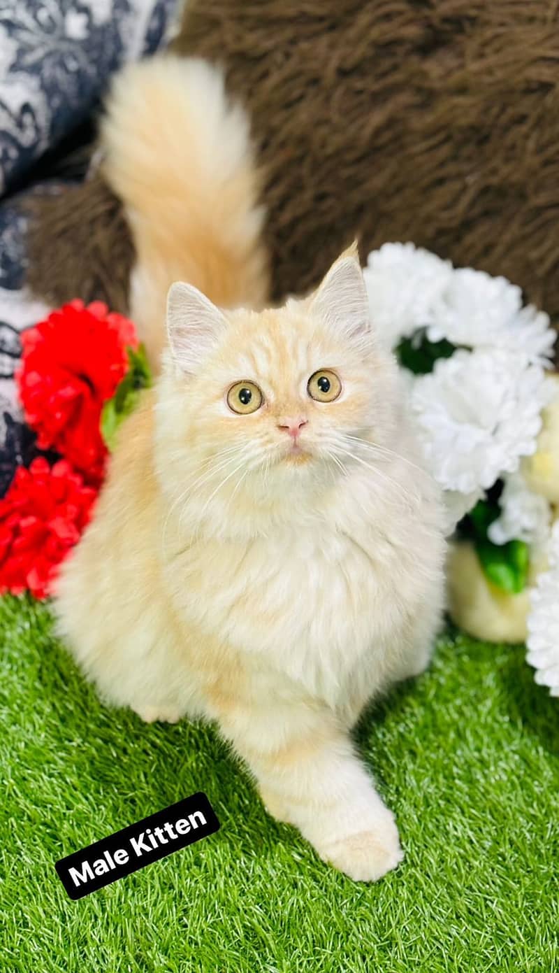 white cat/Punch face Kittens|persian cat|cute|tripple|fluffy kitty 6