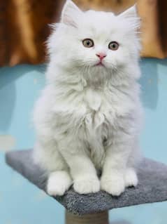 white cat/Punch face Kittens|persian cat|cute|tripple|fluffy kitty