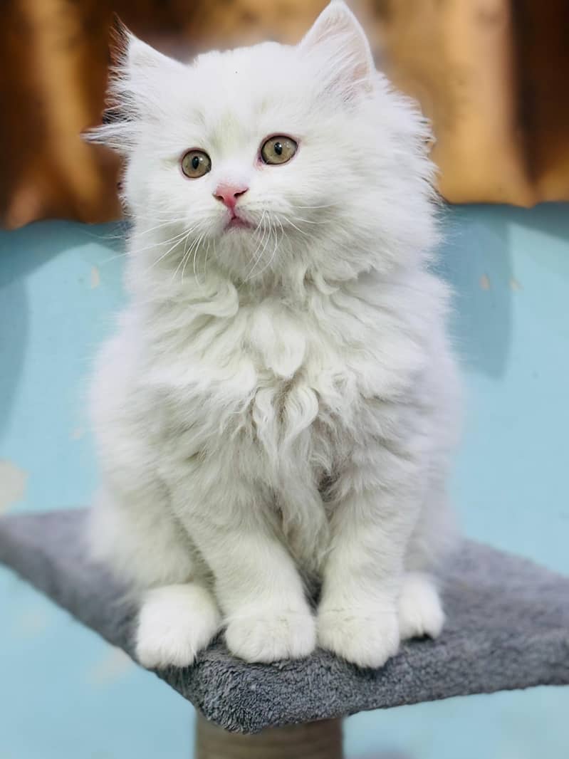 white cat/Punch face Kittens|persian cat|cute|tripple|fluffy kitty 14