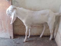 Gulabi Croos breeder Bakra for sale 03146419919