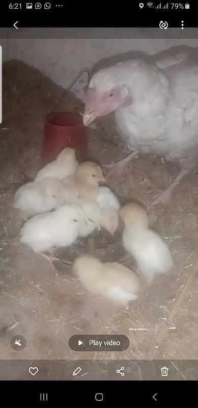 Heera Aseel breeder for sale 3