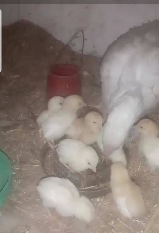 Heera Aseel breeder for sale 4