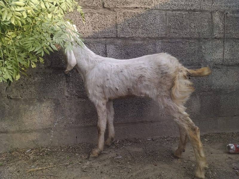 selling goat 1