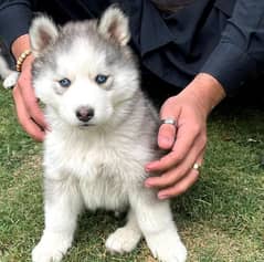 Siberian husky pappi 03231150759