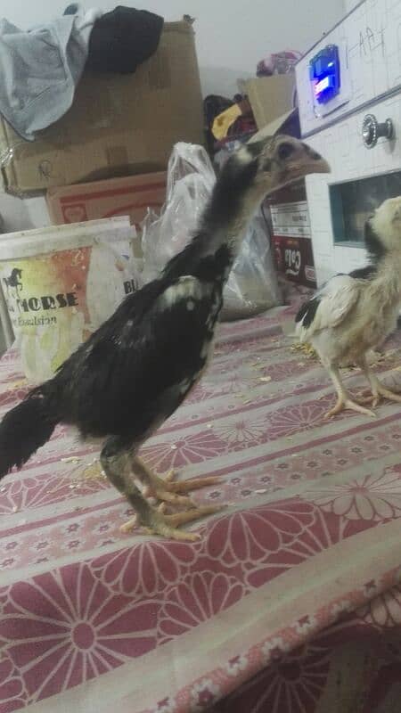 shamoo chicks for sale 6