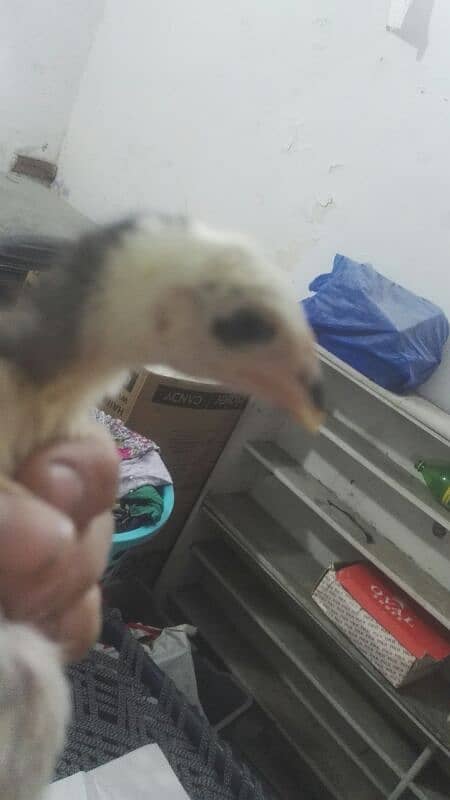 shamoo chicks for sale 9