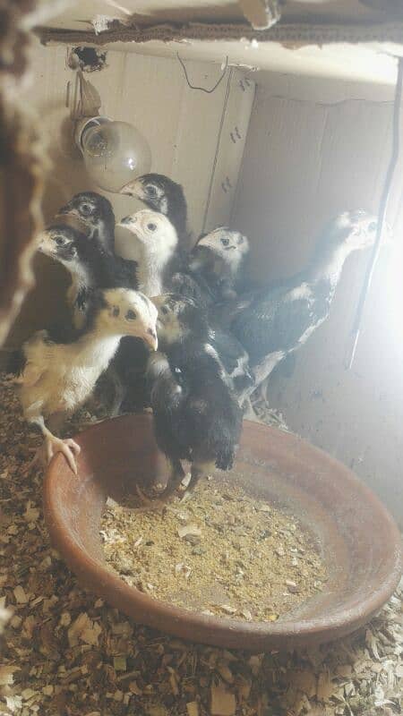 shamoo chicks for sale 10