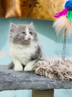 white cat/Punch face Kittens|persian cat|cute|tripple|fluffy kitty