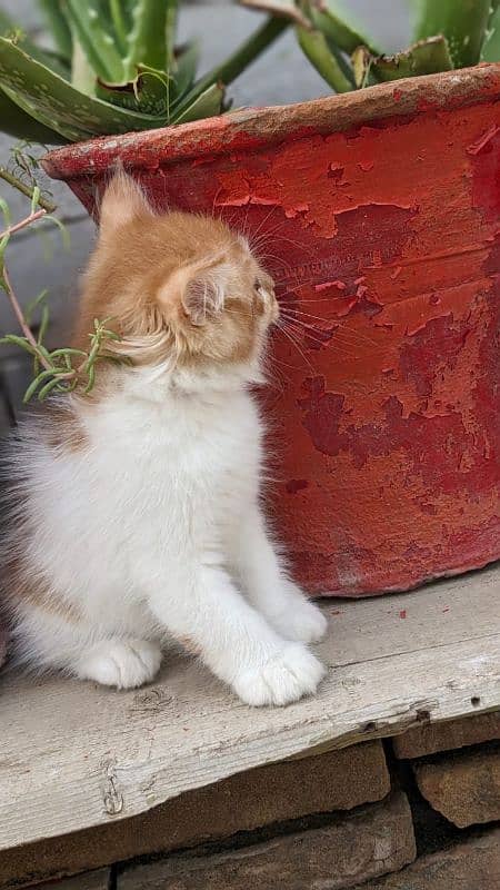 1 cat and 2 puppy 3