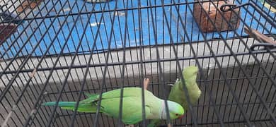 Breeder Pair, Cage and Box.