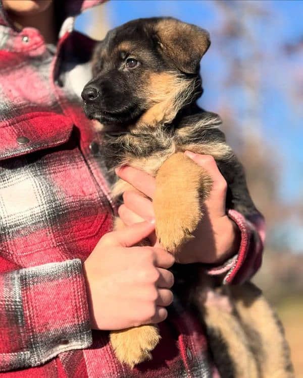 German shepherd puppies Double CoatMy WhatsApp number 03001868066 0