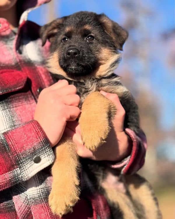 German shepherd puppies Double CoatMy WhatsApp number 03001868066 1