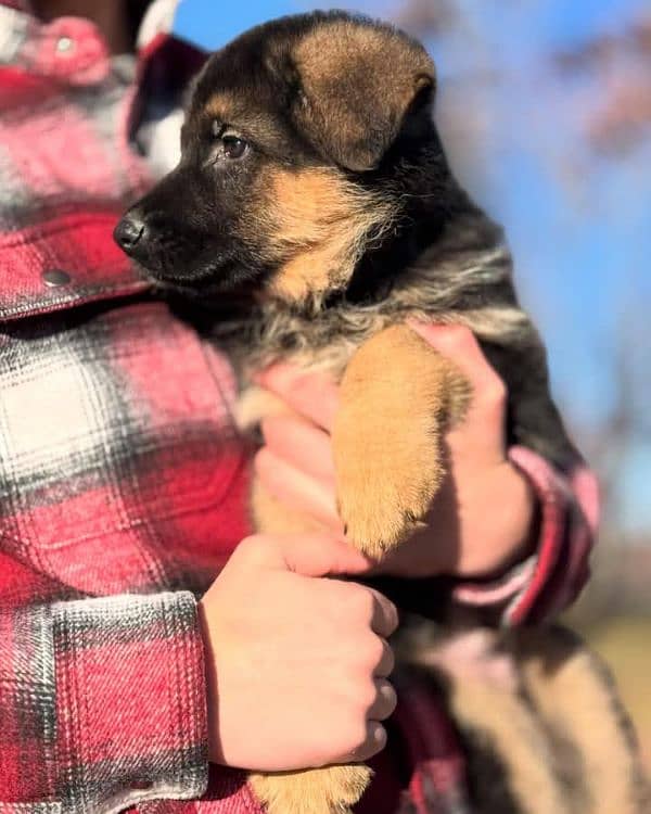 German shepherd puppies Double CoatMy WhatsApp number 03001868066 3