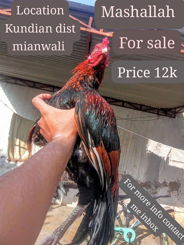 aseel murgha for sale 0