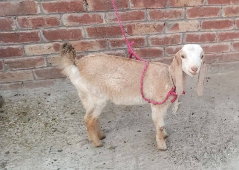 bakri or sat os kaa baby urgent for sale 0