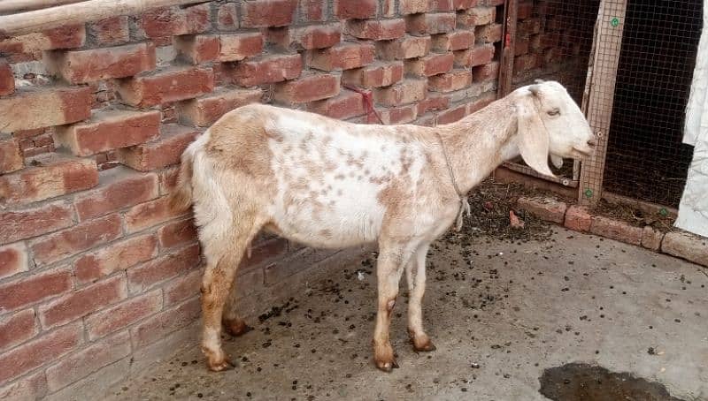 bakri or sat os kaa baby urgent for sale 1