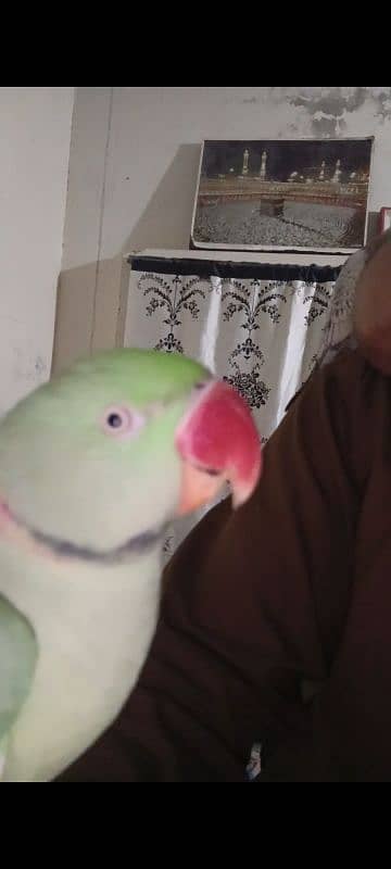 raw tame parrot 0