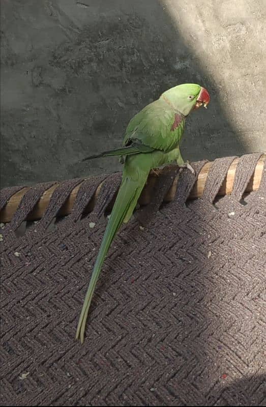 raw tame parrot 1