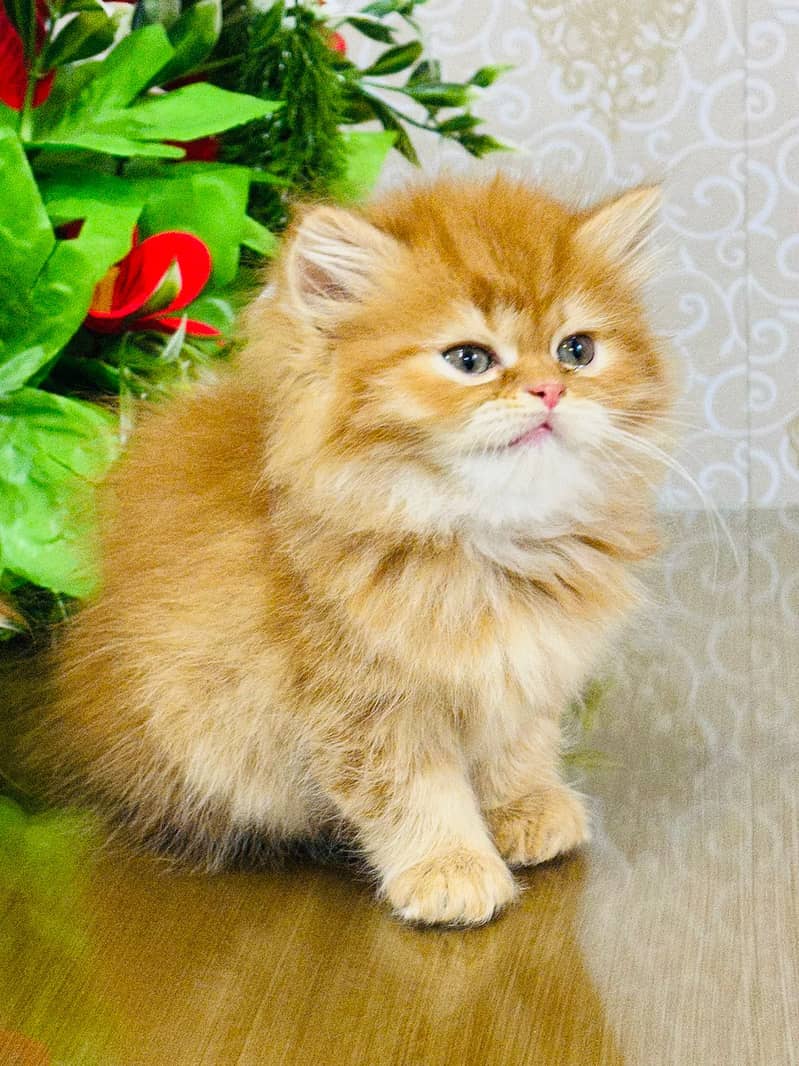 peki ,piki kitten|punch face Kittens|persian cat|cute|tripple|fluffy 3