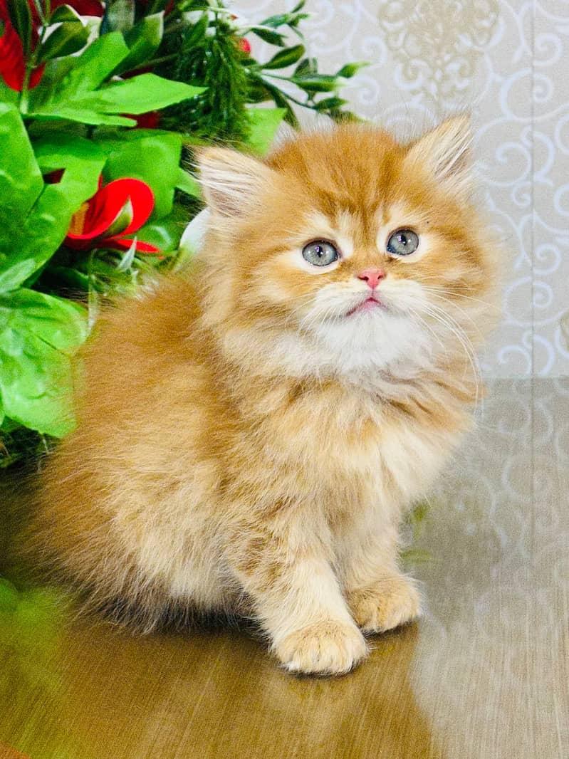 peki ,piki kitten|punch face Kittens|persian cat|cute|tripple|fluffy 8