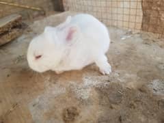 White and Red Eyes Rabbits Beautiful and Nice