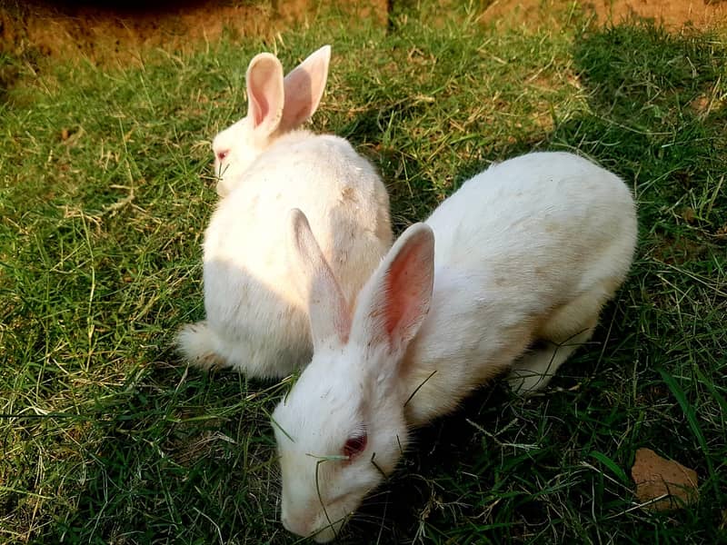 White and Red Eyes Rabbits Beautiful and Nice 1