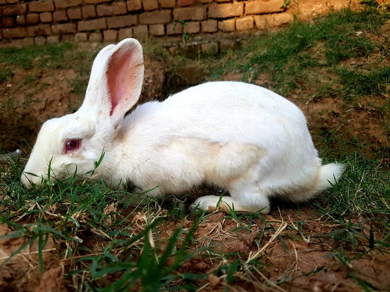 White and Red Eyes Rabbits Beautiful and Nice 2