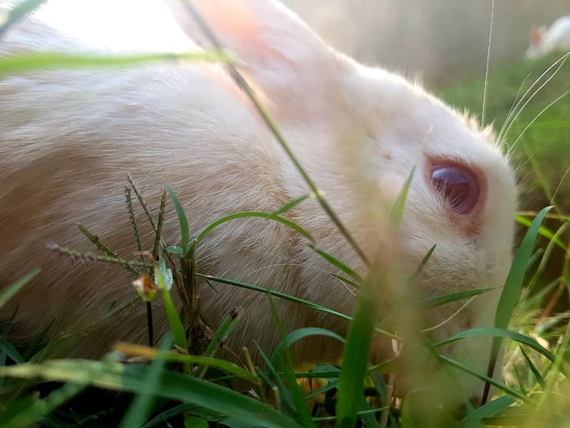 White and Red Eyes Rabbits Beautiful and Nice 3