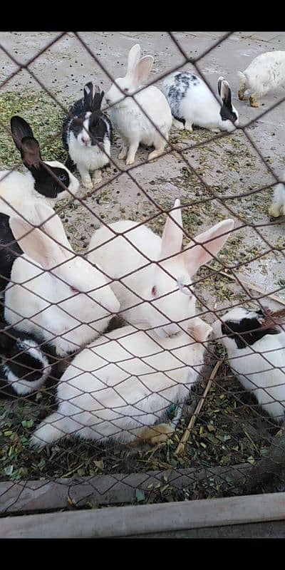 healthy and active male rabbits for sale 2 piece  2200/  03035846813 0