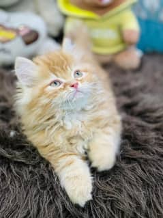 high quality kitten|Punch face Kittens|persian cat|cute|tripple|fluffy