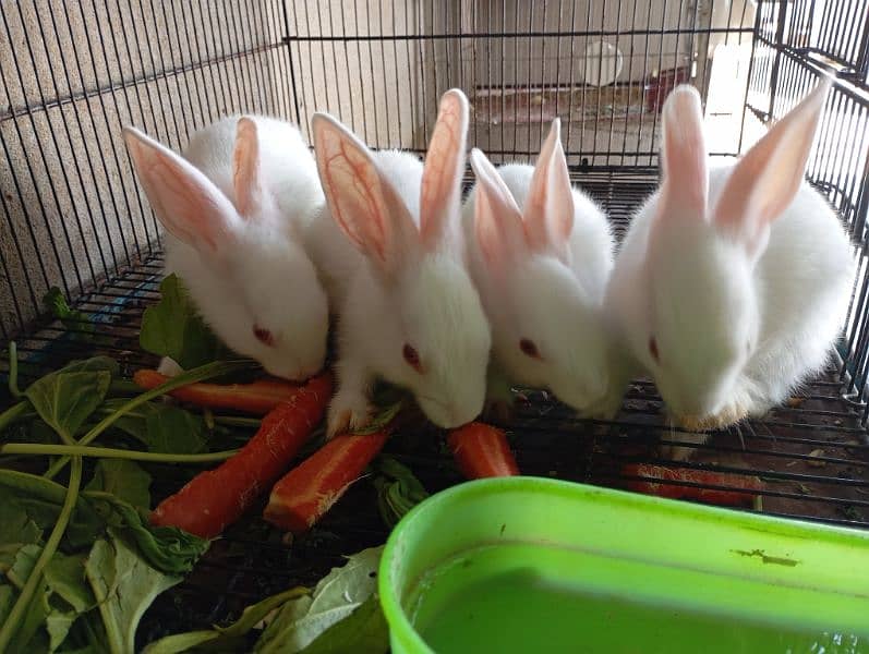 Rabbits for sale 0