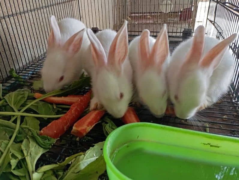 Rabbits for sale 1