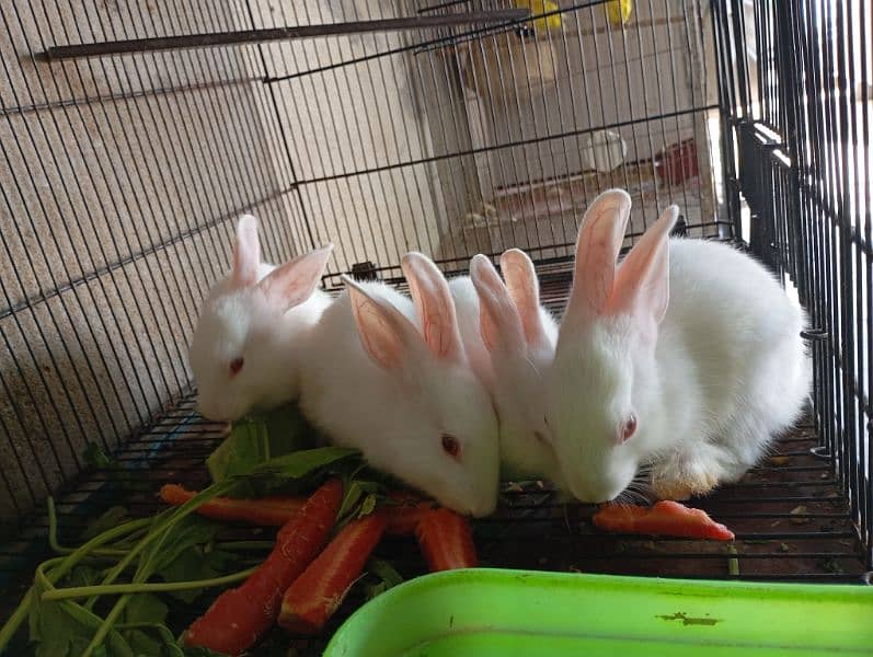 Rabbits for sale 2