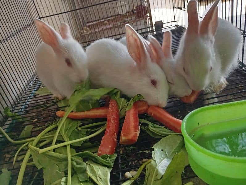 Rabbits for sale 3