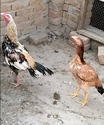 TIGER ASEEL PAIR FOR SELL 3