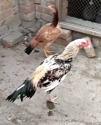 TIGER ASEEL PAIR FOR SELL 4