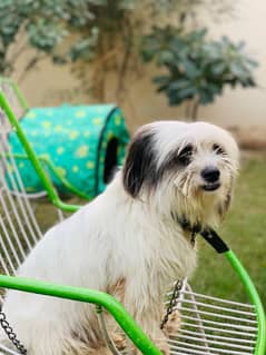 Vaccinated Shih Tzu Dog, with Pet Passport active dog.