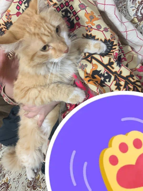 cat sle krni Persian 2