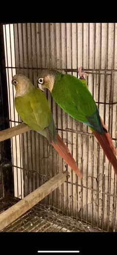 Conure Pair & Fallow Cockatiel Pairs