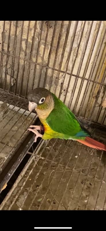 Conure Pair & Fallow Cockatiel Pairs READ AD  CAREFULLY BELOW 1