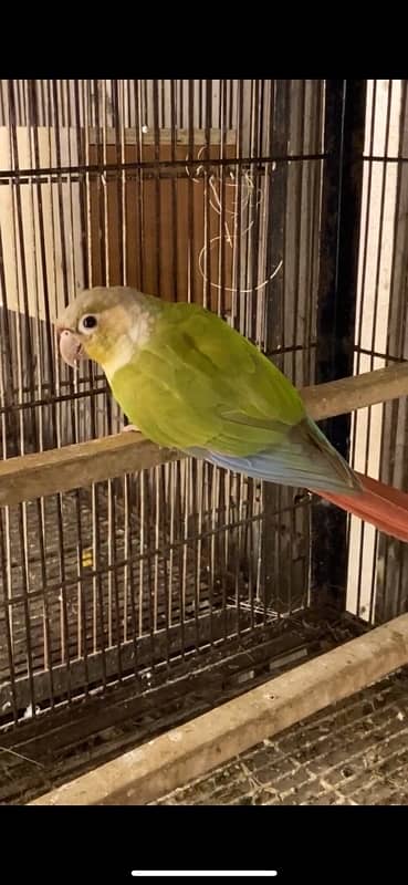 Conure Pair & Fallow Cockatiel Pairs READ AD  CAREFULLY BELOW 2